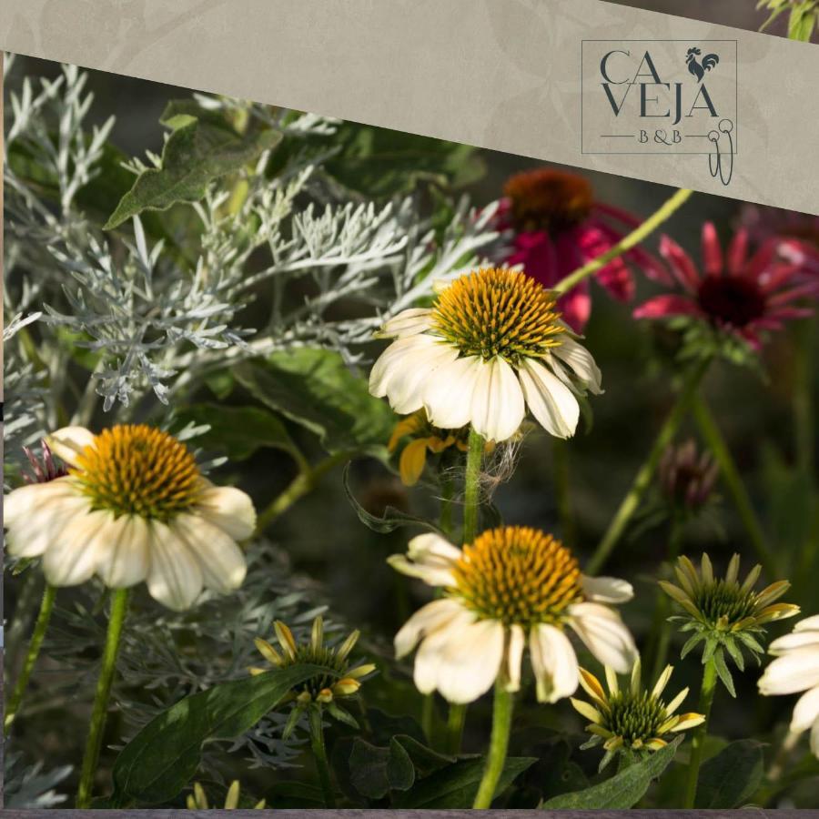 Ca Veja B&B Forli Bagian luar foto